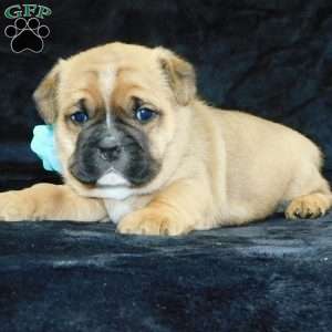 Rowdy, Miniature Bulldog Puppy